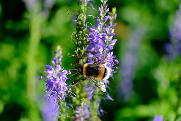 bee on lavender