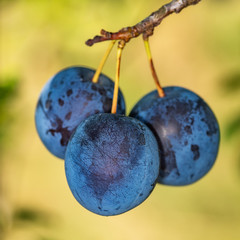 Closeup of some ripe plums on a tree. Organic ripe purple plums