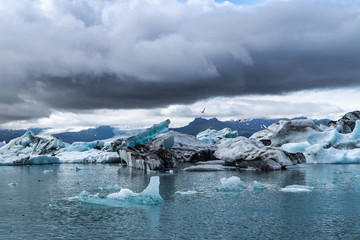 Icebergs Floating in Jokulsarlon in Iceland