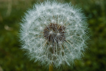 Naklejka premium Perfect Dandelion Gone to Seed