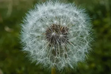 Foto op Canvas Perfect Dandelion Gone to Seed © Justin Mueller