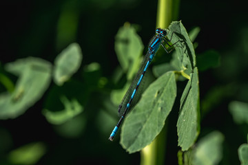 Blue Damselfly on a Leaf