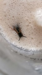 Vorsicht, beim Schlucken. Wespen im Getränk. Im Sommer können durch zuckerhaltige Getränke Wespen angezogen werden. 