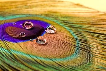 Fototapeta premium Peacock feather with water drops and blurry close-up. Defocus.