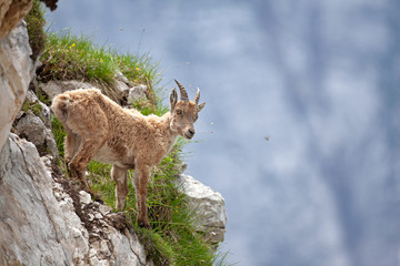 Ibex (Capra ibex) in the mountains. European wildlife nature. Walking in Slovenia. Get close to ibex. Nature in the Triglav National Park. Ibex is climbing on the rock