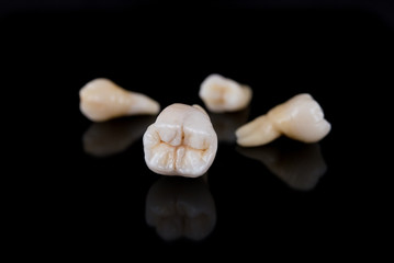 Set of dental crowns model made of ceramic to studying morphology and anatomy of human teeth.