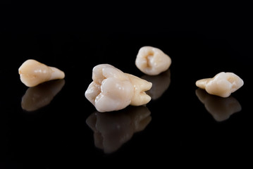 Set of dental crowns model made of ceramic to studying morphology and anatomy of human teeth.