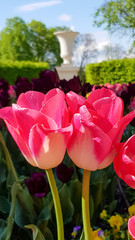 tulips in the garden