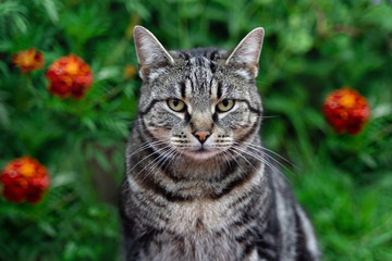 portrait of a photogenic gray striped cat on a background of rich green grass 