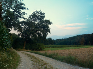 Strasse mit Baum am Abend