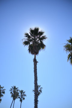 palmera, palm, sun