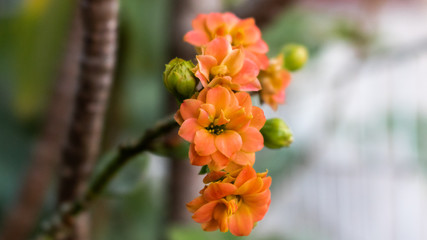 red and yellow flowers