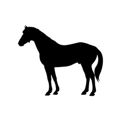 Fototapeta na wymiar horse icon vector sign symbol
