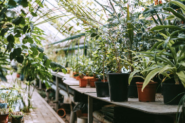 Greenhouse with potted indoor plants and lots of greenery. 