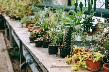 Greenhouse with potted indoor plants and lots of greenery. 