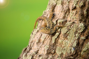 Oriental garden lizard (Calotes versicolor) - Garden lizards are relaxing on tree branches, camouflage garden lizards. Close up chameleon details.