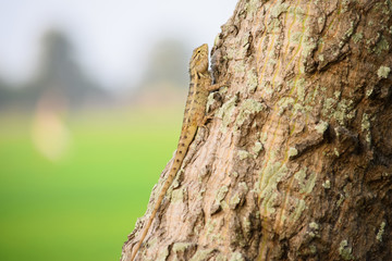 Oriental garden lizard (Calotes versicolor) - Garden lizards are relaxing on tree branches, camouflage garden lizards. Close up chameleon details.