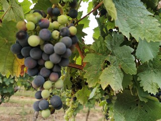 bunch of grapes, Trauben im Weinberg
