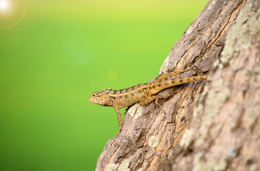 Oriental garden lizard (Calotes versicolor) - Garden lizards are relaxing on tree branches, camouflage garden lizards. Close up chameleon details.