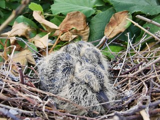 Zwei Tauben Küken Babys im Nest - Natur - wilde Taubenküken - frisch geschlüpft Naturschutz