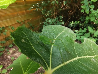 green leaf with dew drops, Grashüpfer auf einem Feigenbaum Blatt