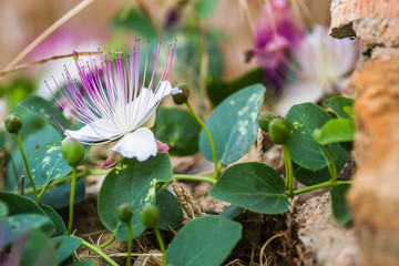 Beautiful flowers of the Mediterranean plant Capparis spinosa 