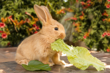Cute rabbit, against a background of nature and flowers. Eating cabbage looks at the camera. Adorable little pets concept