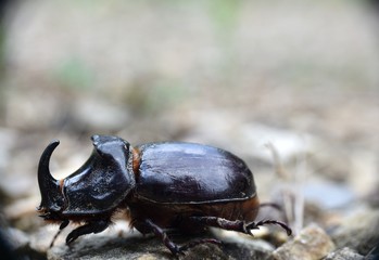 European rhinoceros beetle (Oryctes nasicornis).