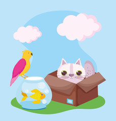 pet shop, cat in box fish and bird animals domestic cartoon