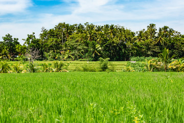 Beautiful Munduk on the isle Bali