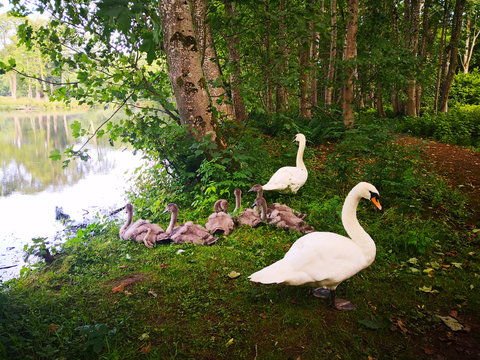 Two swans and their babies at Pitfour Lake and Estate on a summer day.