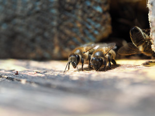 bees in the hive gather in a pile