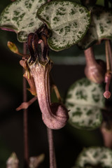 Flower of String of Hearts (Ceropegia woodii)