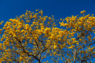 Ipê amarelo florido com céu azul.