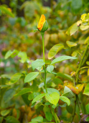 A yellow rose bud just beginning to open
