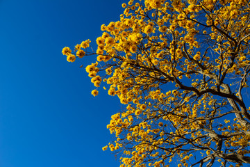 Galhos de ipê amarelo carregado de flores com céu azul.