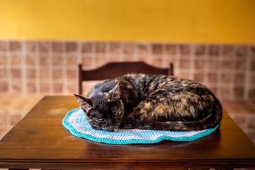 Gato, descansando sobre uma mesa de madeira. © Angela