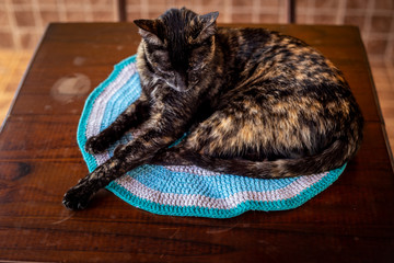 Gato, descansando sobre uma mesa com forro de crochê azul. © Angela