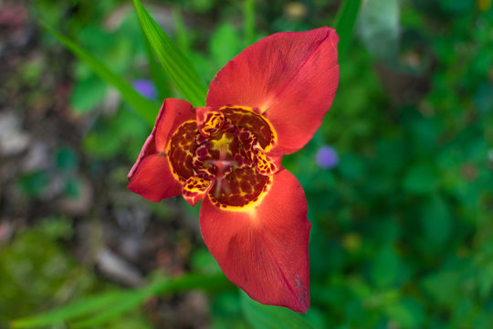 beautiful red flower with yellow parts. Tigridia pavonia