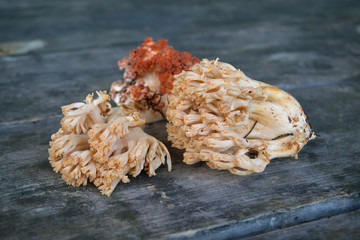 Edible mushroom Ramaria flava on the background of an old wooden table close-up.