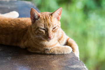 dramatic image of an orange tabby kitty resting outside in the sunshine.