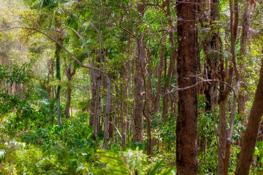 Untouched forest nature in Byron Bay © JRstock