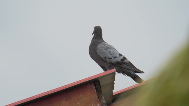 4K Footage Pigeon bird standing on house roft top