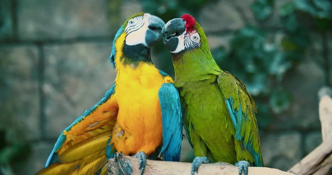 two big colored macaw parrots kiss