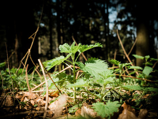Green fresh bio organic nettle in green forest with defocused background