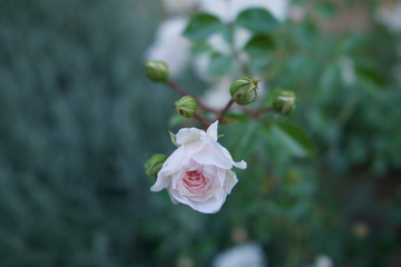 pink rose in the garden