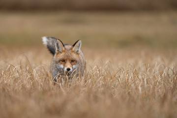 Fox looking from yellow grass. Hunter looking for his prey. Vulpes vulpes.