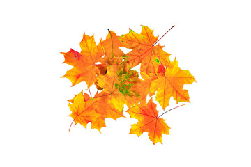Autumn leaves isolated on white background. Top view