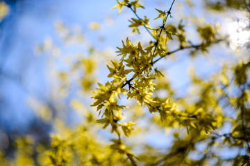 Close-up macro shot of spring yellow Forsythia Bush with defocused blue sky in the background