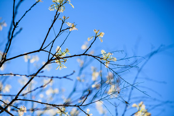 Early in the spring branches with clear blue sky and defocused background - postcard-like image